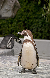 布朗麦哲伦企鹅图片