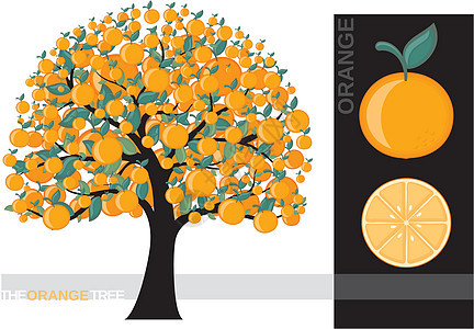 橙树季节收成卡通片食物果汁水果插图绘画树叶叶子背景图片
