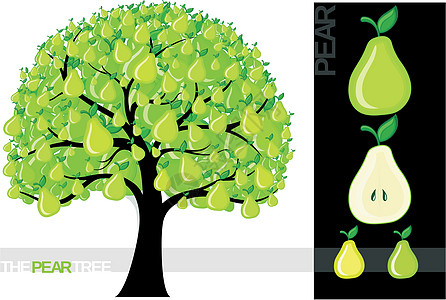 梨树树叶收成绘画绿色叶子卡通片食物水果插图季节图片