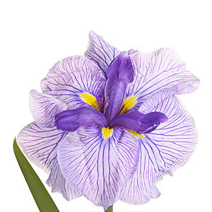 紫色 白色和黄色的日本虹膜花朵图片