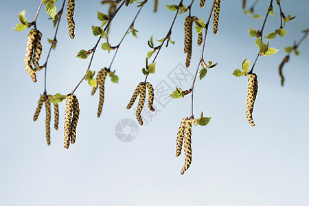 比尔枝条分支机构花粉植物柳絮花朵图片