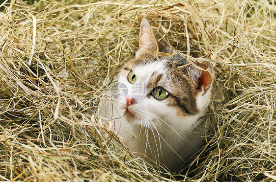 猫在干草图片