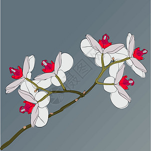树枝开花的兰花在背景上花园蝴蝶装饰传统插图花束邀请函风格奢华玫瑰图片