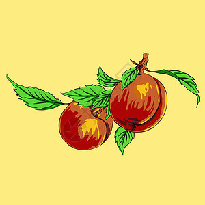 两颗桃子 树枝上有叶子 浅色背景绿色红色食物水果肉质插图黄色树叶图片