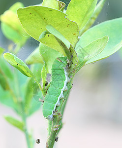 绿色毛毛虫宏观毛虫荒野叶子美丽蠕虫害虫漏洞生物蝴蝶图片