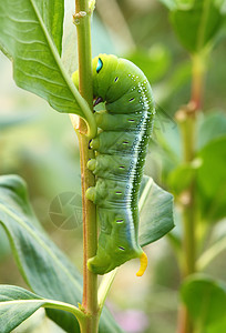 绿色毛毛虫毛虫照片荒野植物害虫生物树叶蝴蝶生活叶子图片