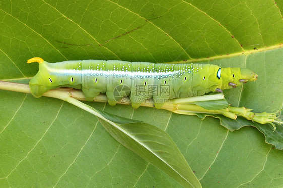 绿色毛毛虫生物毛虫植物群叶子枝条荒野美丽蠕虫宏观小件图片