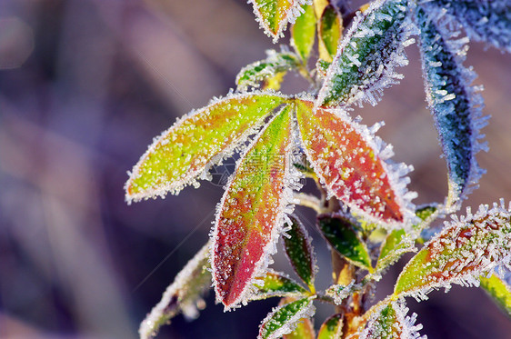 霜叶叶静脉季节性季节红色森林绿色公园植物土地雾凇图片