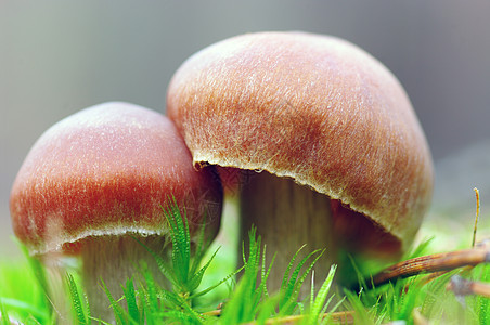 森林中生长的蘑菇森林生物学旅行土壤树木阳光苔藓季节公园实体图片