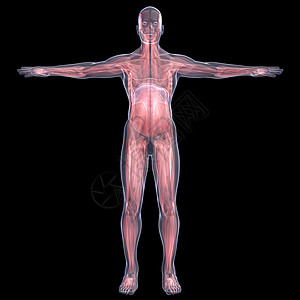 X光照片 一个人的X光图片胆量地区考试生物学技术解剖学胸部器官科学插图图片