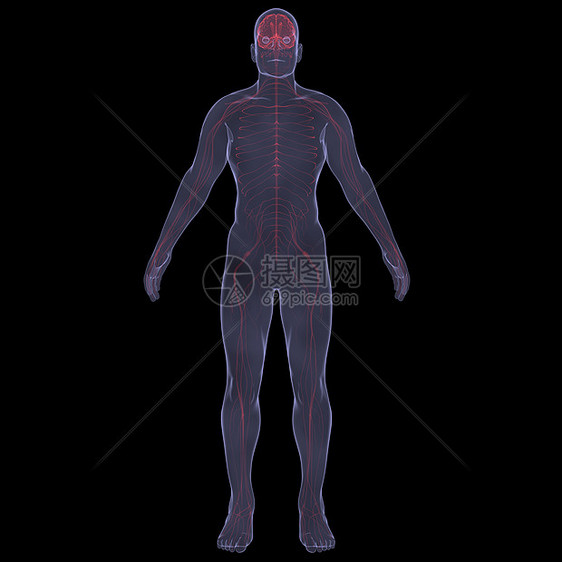 X光照片 一个人的X光图片附录诊断扫描技术腹部男性生物学男人解剖学胸部图片