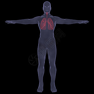 X光照片 一个人的X光图片技术科学解剖学胸部地区器官胆量生物学附录冒号图片