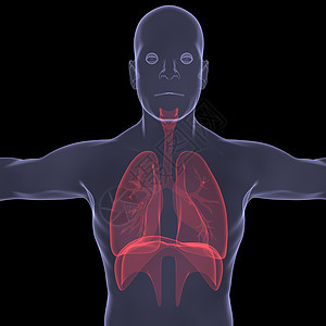X光照片 一个人的X光图片技术身体蓝色器官考试生物学冒号男性扫描解剖学图片