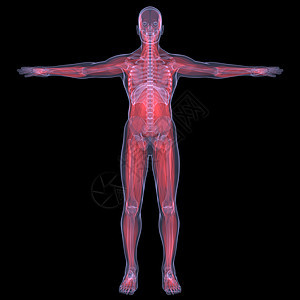 X光照片 一个人的X光图片诊断肌肉解剖学腹部胆量附录男人蓝色扫描技术图片
