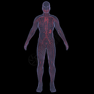 X光照片 一个人的X光图片技术药品生物学胆量男性腹部内分泌器官男人蓝色图片