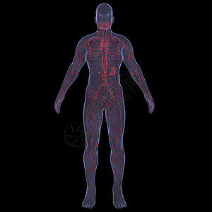 X光照片 一个人的X光图片技术药品生物学胆量男性腹部内分泌器官男人蓝色图片