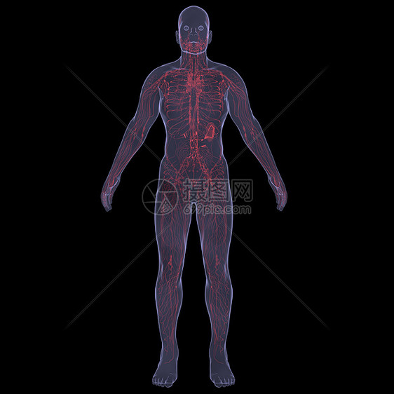 X光照片 一个人的X光图片技术药品生物学胆量男性腹部内分泌器官男人蓝色图片