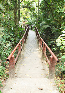 Khao Yai国家公园森林的足迹图片