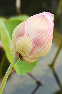 莲花芽百合软垫荷花植物学花园花瓣花萼风化植物核桃属图片