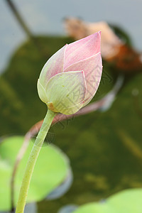 莲花芽百合异国荷花植物学生物学灌木叶子核桃属花萼植物图片