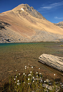 阿尔卑斯湖和白花背景图片