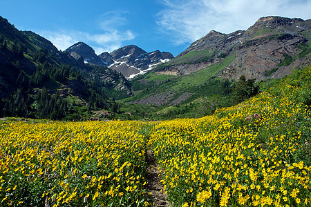 黄黄草地黄色风景山峰山脉远足峰会荒野花朵图片