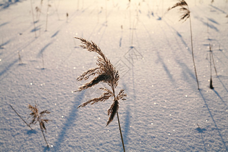 雪地表面季节时间水晶白色四要素冬景太阳雪花季节性薄片图片