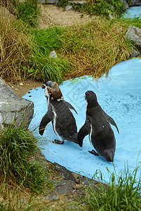 磁力企鹅野生动物荒野动物群殖民地动物学夫妻海洋动物白色海鸟图片