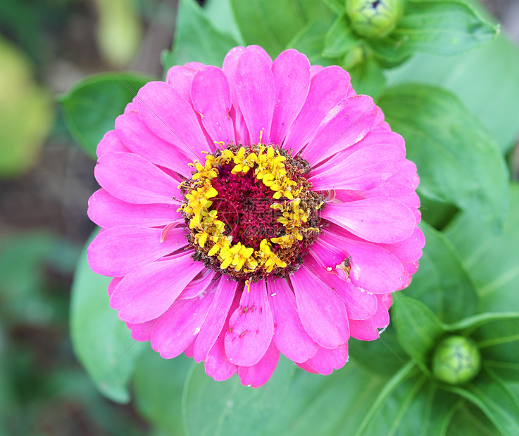 粉红菊花花生长植物学菊花荒野季节场地快乐美丽花园雏菊图片