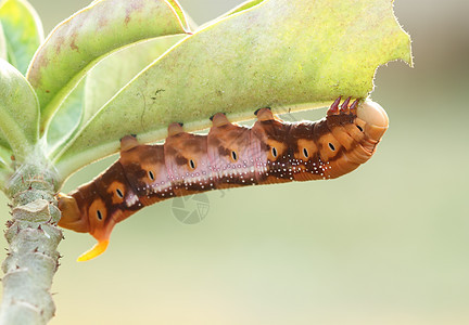 橙色毛虫宏观毛毛虫漏洞叶子棕色生命周期昆虫野生动物花园植物图片