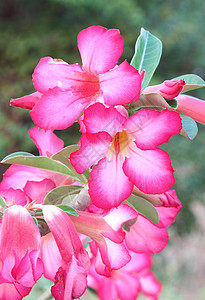 热带热带花朵粉红色(沙漠玫瑰)图片
