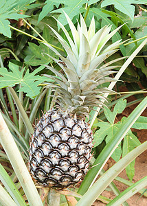 种植菠萝植物水果场地热带生长树叶花园叶子产品营养烹饪图片