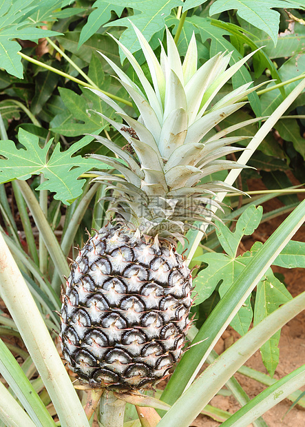 种植菠萝植物水果场地热带生长树叶花园叶子产品营养烹饪图片