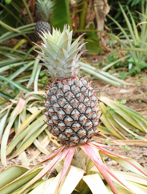 种植菠萝植物树叶产品烹饪种植园生长农场饮食场地叶子食物图片