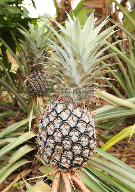 种植菠萝植物食物种植园农场营养生长叶子场地热带饮食花园图片