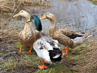 湖上三个美丽的鸭子账单生活游泳羽毛蓝色野生动物池塘农场尾巴翅膀图片