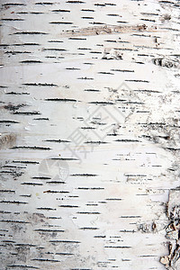 裂缝纹理中的桦树皮装饰品皮层植物样本生态桦木条纹宏观植物群森林图片