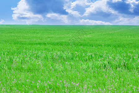 绿地和蓝天空场地地平线蓝色季节自由草地阳光城市场景生长图片