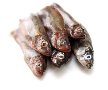 Capelin鱼在白色背景上被孤立荒野海洋眼睛营养海鲜钓鱼野生动物冷血居住尾巴图片