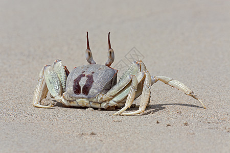 螃蟹海滩动物海岸线癌症海洋姿势甲壳类动物群照片图片