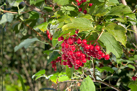 红莓果红色蓝色阳光绿色季节荒野植物树叶森林天空图片