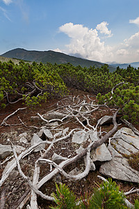 喀尔巴山山脉木头射线天气天空天堂阴影环境云景苔藓地平线图片