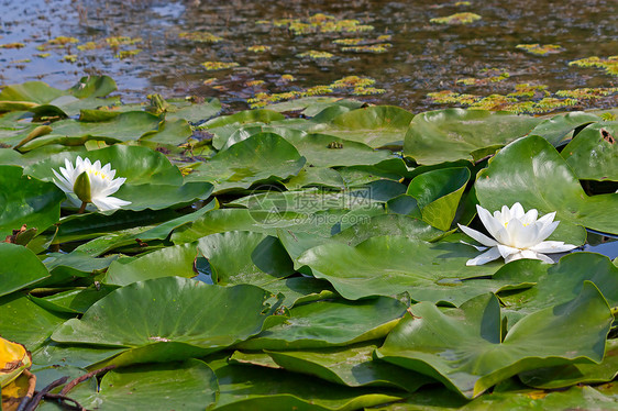 白盐水植物群池塘植物学树叶植物荷花图片