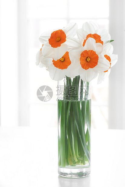 水仙子体水仙花花瓶花朵玻璃花束植物桌子草本窗户白色图片