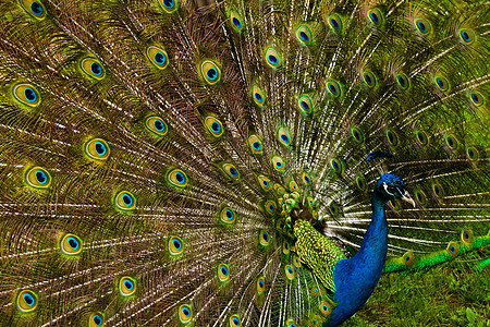 美丽的孔雀羽毛野生动物蓝色电光尾巴热带宠物鸟类气候野鸡跳舞图片
