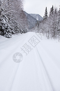 白雪森林风景数据粉雪场景小路美丽枞树树木图片