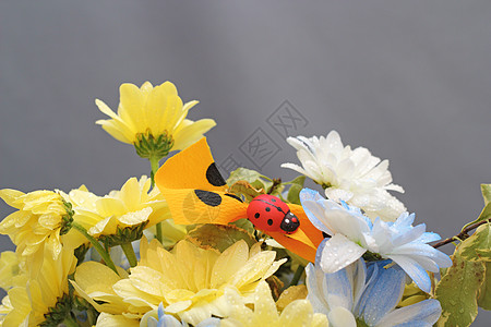 花朵与大鼠的配花安排图片