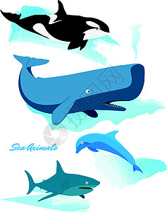 海洋动物系列-鲸鱼 鲨鱼 海豚 逆戟鲸图片