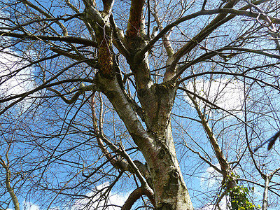 树树枝晴天天空太阳生态环境花园蓝色木头植物背景图片