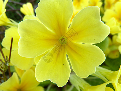 明亮黄色花朵花园植物学宏观花瓣背景图片